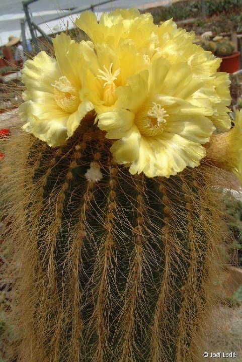 Eriocephala lenninghausii v. longispinus +HW JLcoll.3427